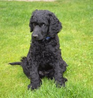 /album/datum-narozeni-stenatek-je-09-06-2016/kralovsky-pudl-bimbo-5-jpg1/